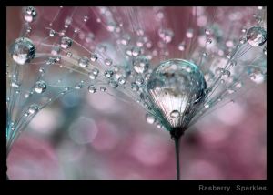 Rasberry Sparkles.jpg
